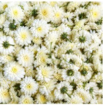 Pooja Flowers - White Chrysanthemum 